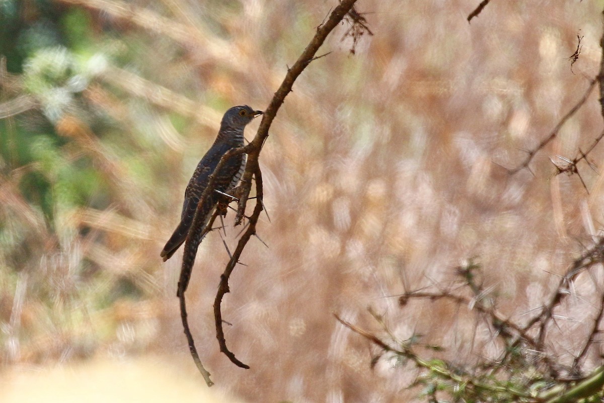 African Cuckoo - ML638707801