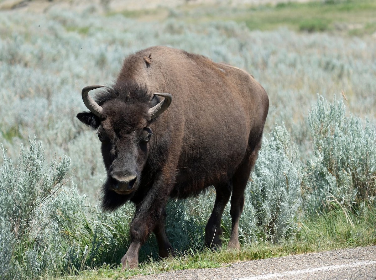 Plains Bison - ML638707822