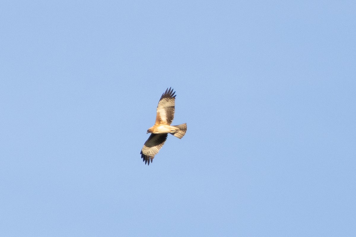 Little Eagle - ML638707831