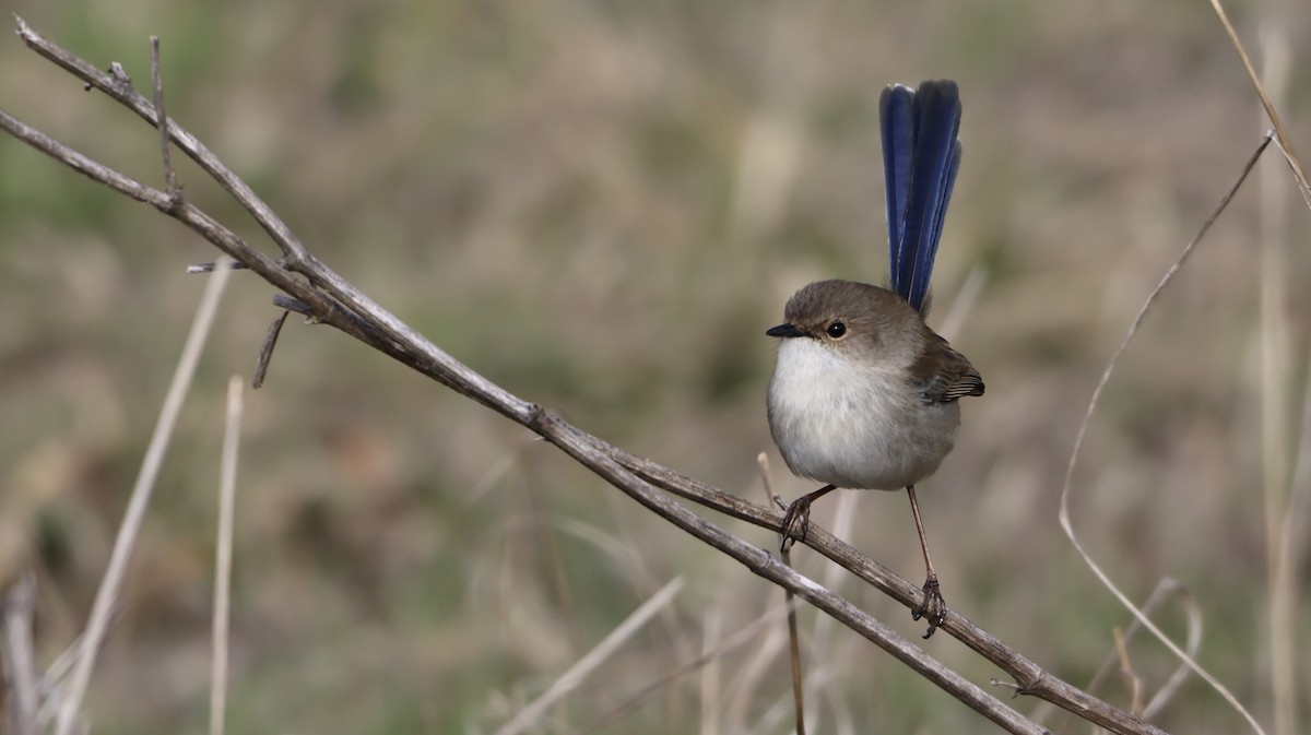 Superb Fairywren - ML638707866
