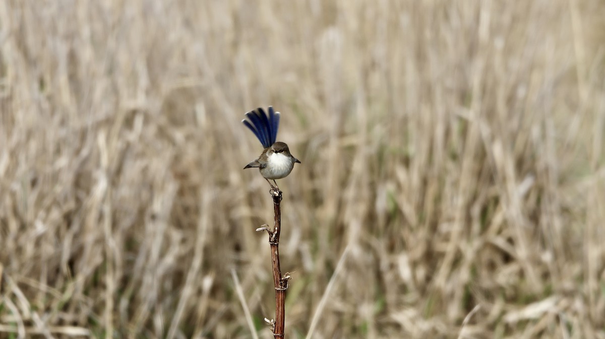 Superb Fairywren - ML638707867