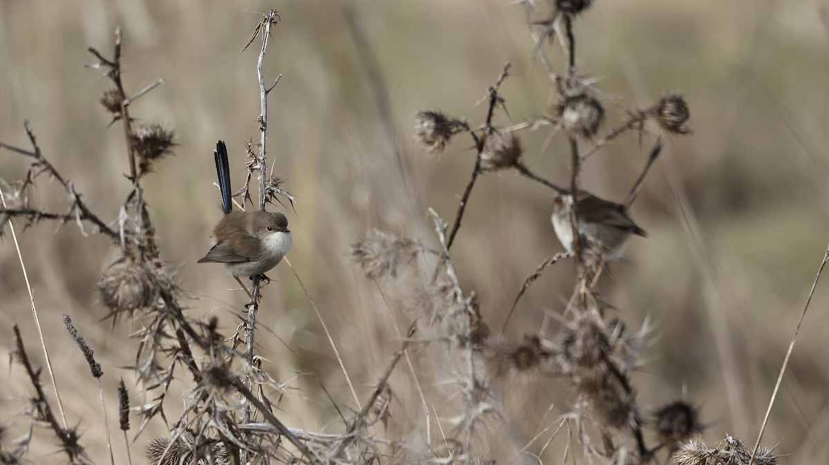 Superb Fairywren - ML638707868