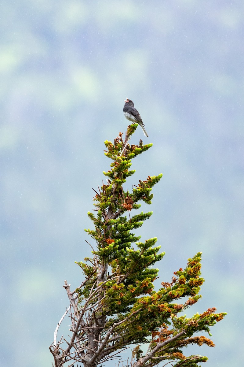 Dark-eyed Junco - ML638707869