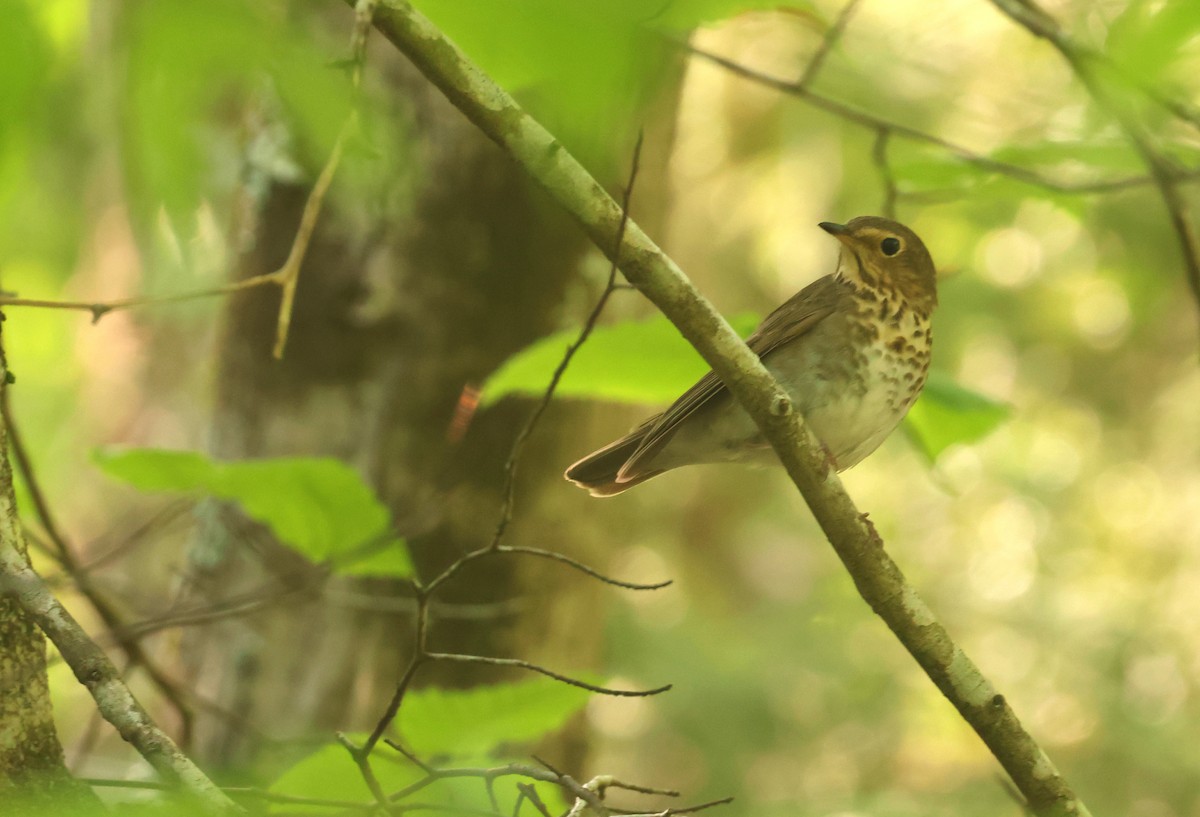 Swainson's Thrush - ML638707881