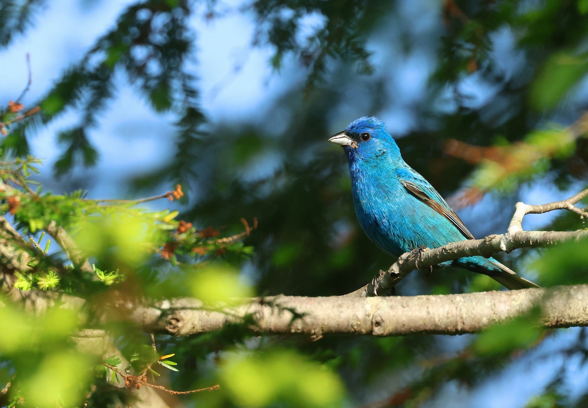 Indigo Bunting - ML638707887