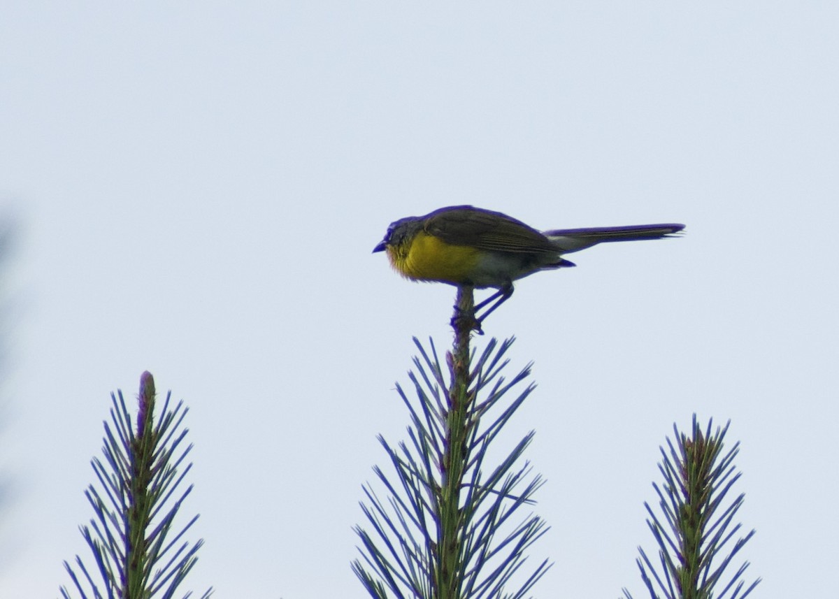 Yellow-breasted Chat - ML638707893