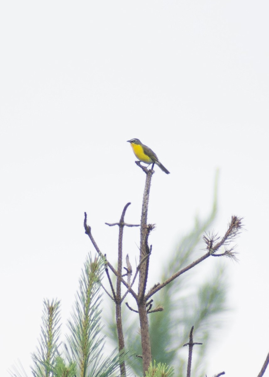 Yellow-breasted Chat - ML638707897