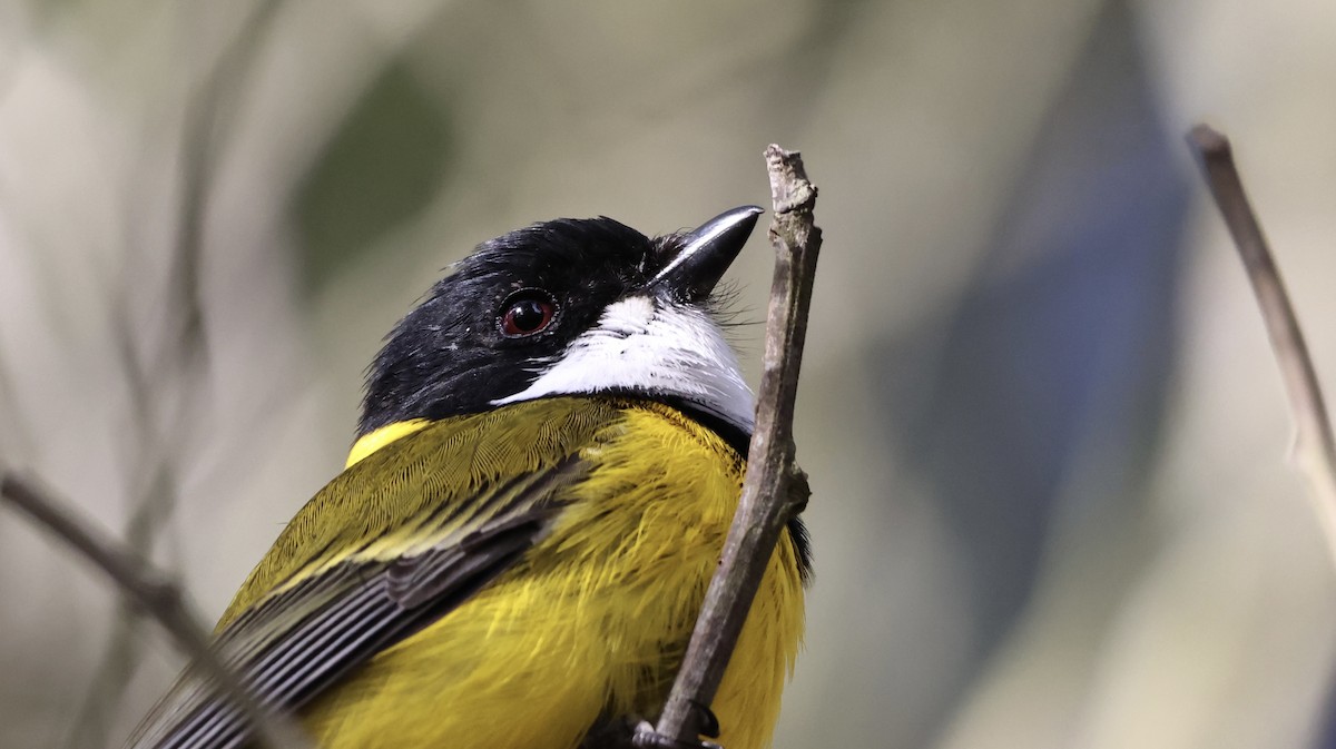 Golden Whistler - ML638707922