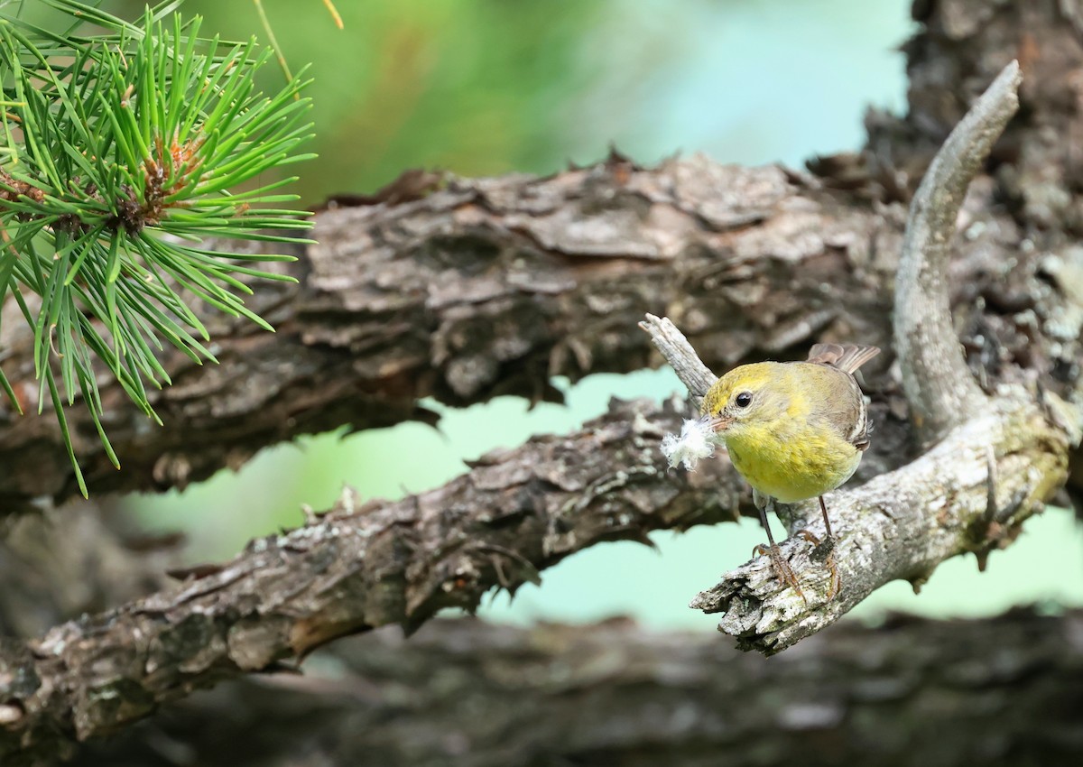 Pine Warbler - ML638707935
