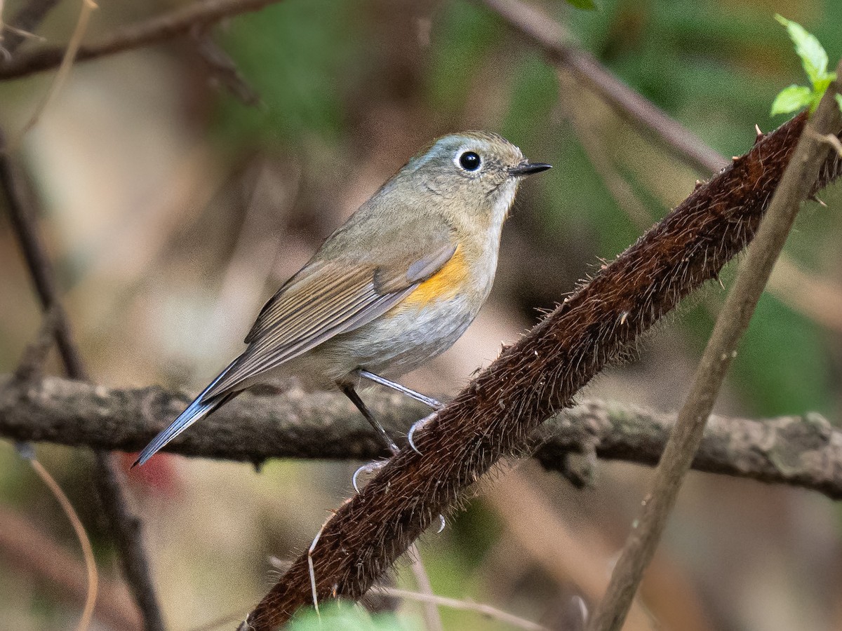 Himalayan Bluetail - ML638707971