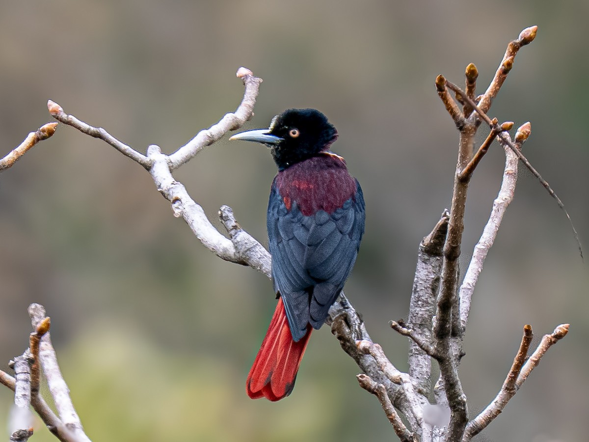 Maroon Oriole - ML638707990