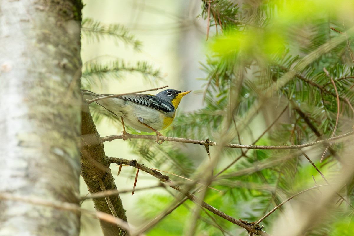 Northern Parula - ML638708058