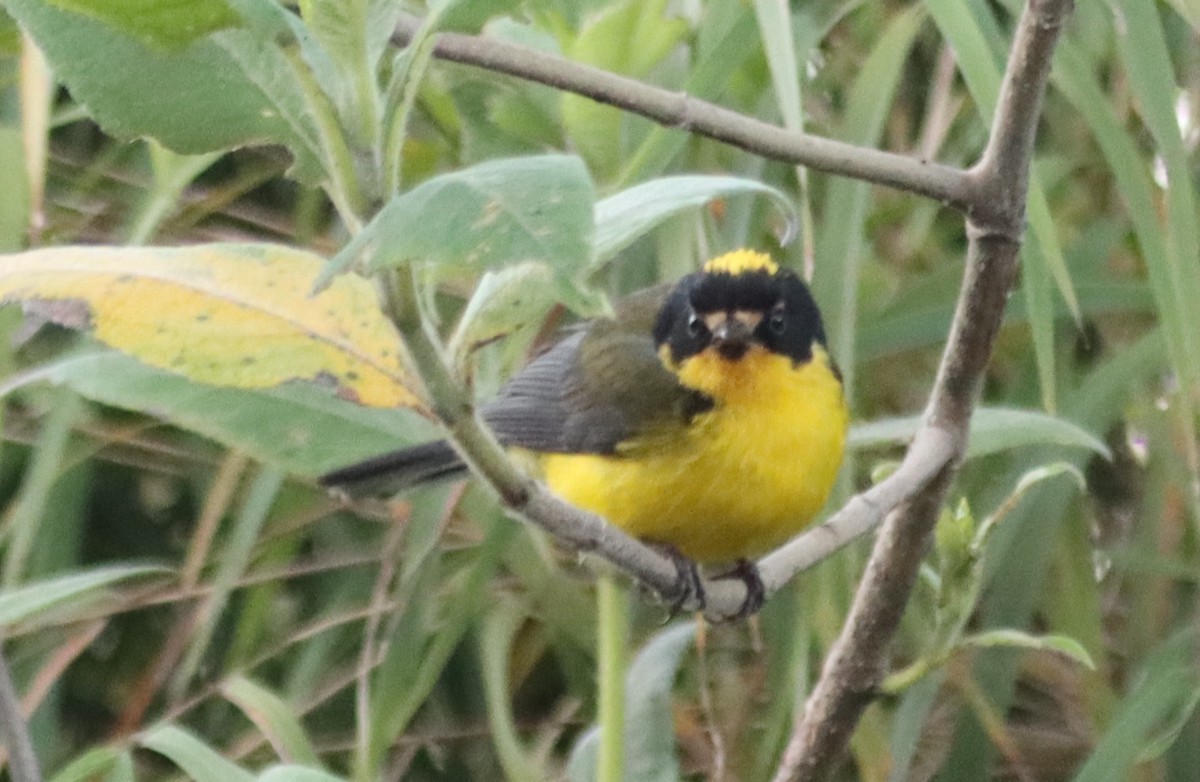 Yellow-crowned Redstart - ML638708069