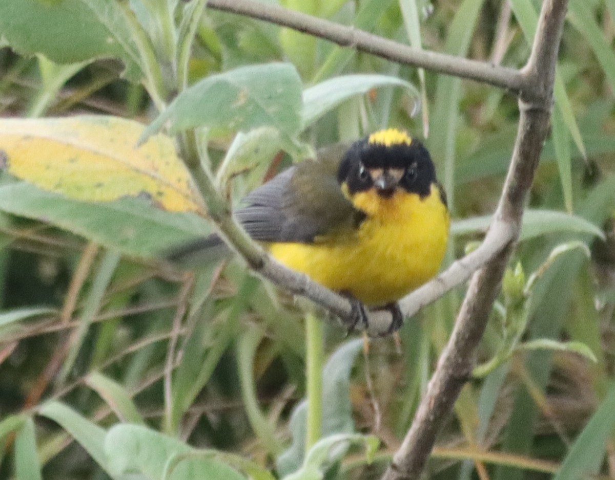 Yellow-crowned Redstart - ML638708070