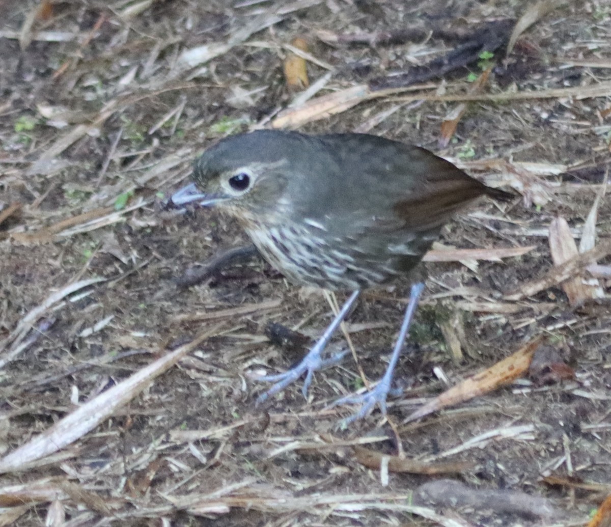 Santa Marta Antpitta - ML638708076
