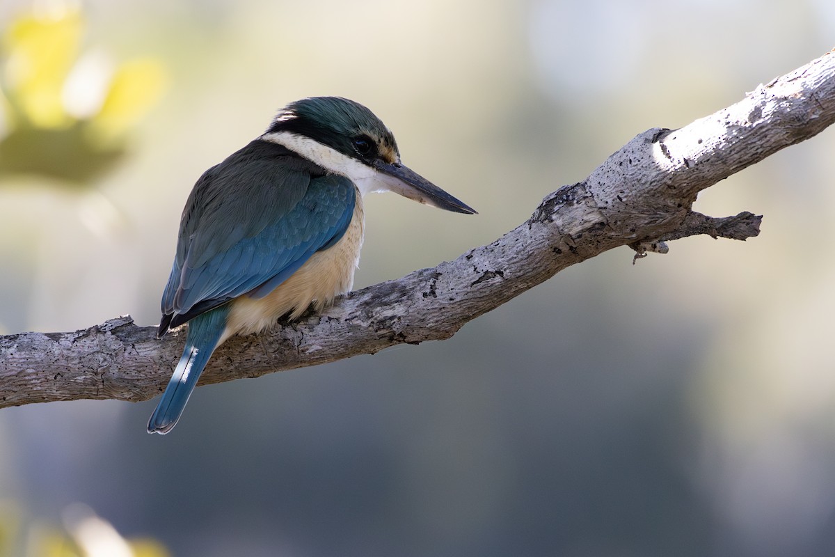 Sacred Kingfisher - ML638708098