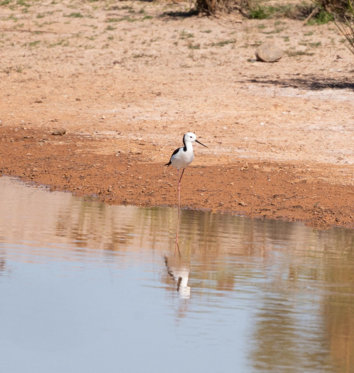 Pied Stilt - ML638708104