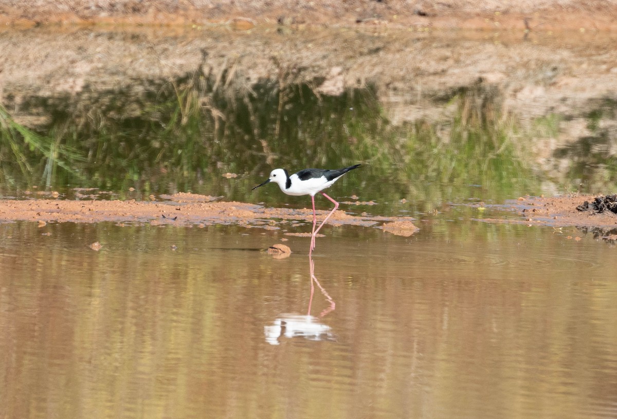 Pied Stilt - ML638708105