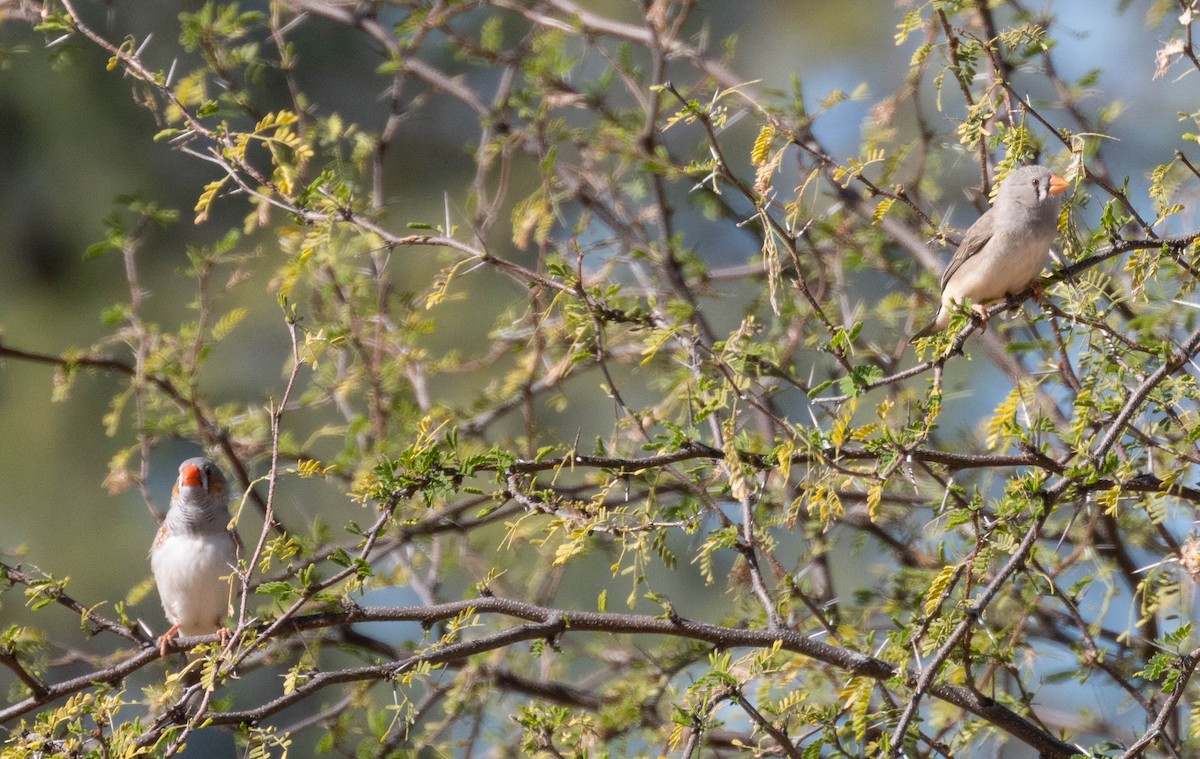 Zebra Finch - ML638708107