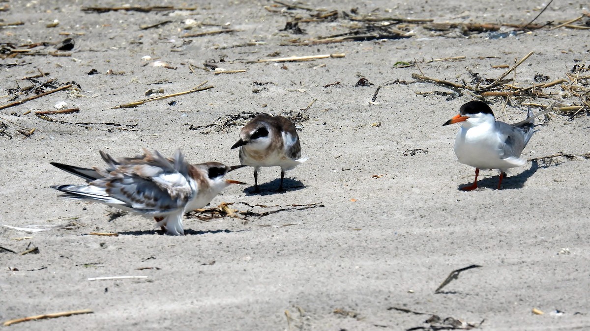 Forster's Tern - ML638708111
