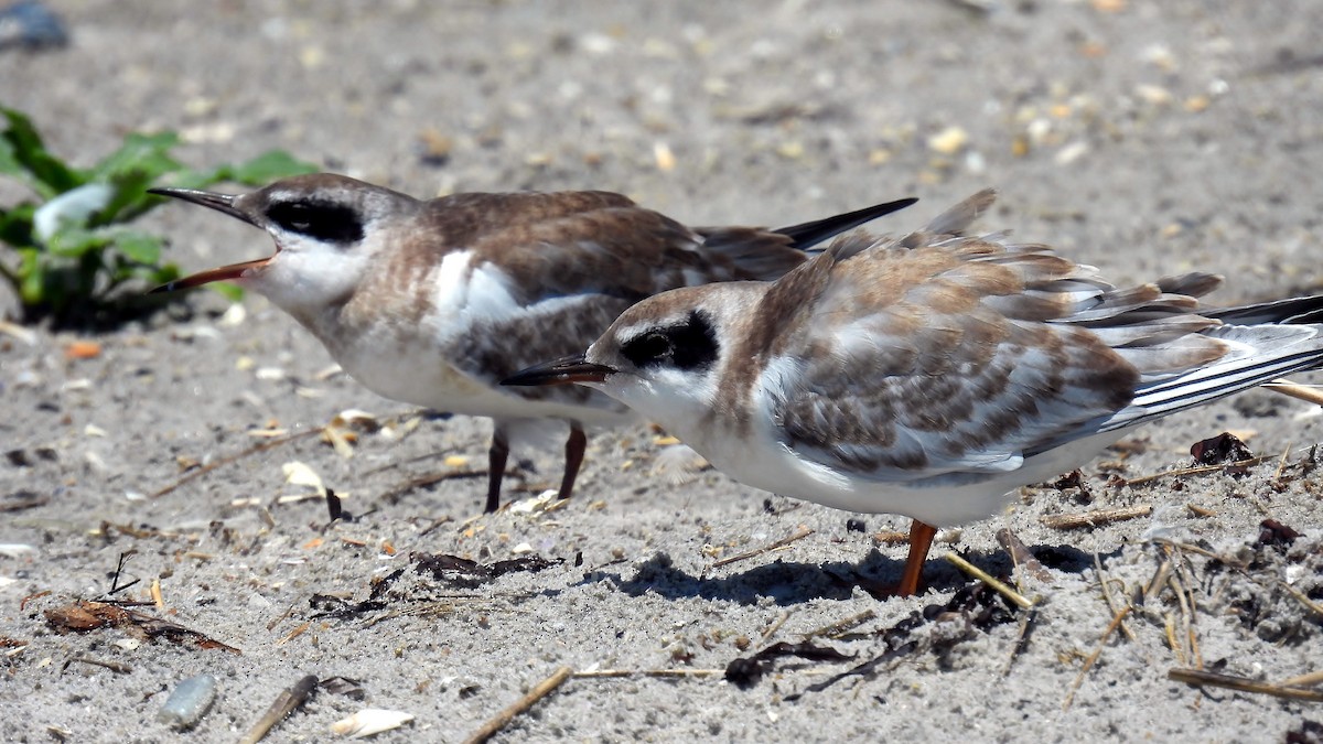 Forster's Tern - ML638708113