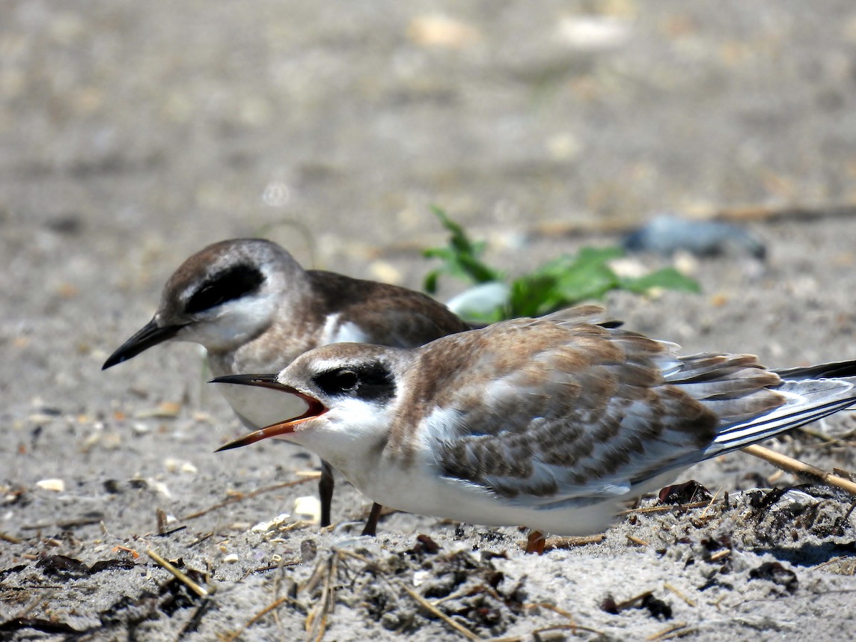 Forster's Tern - ML638708114