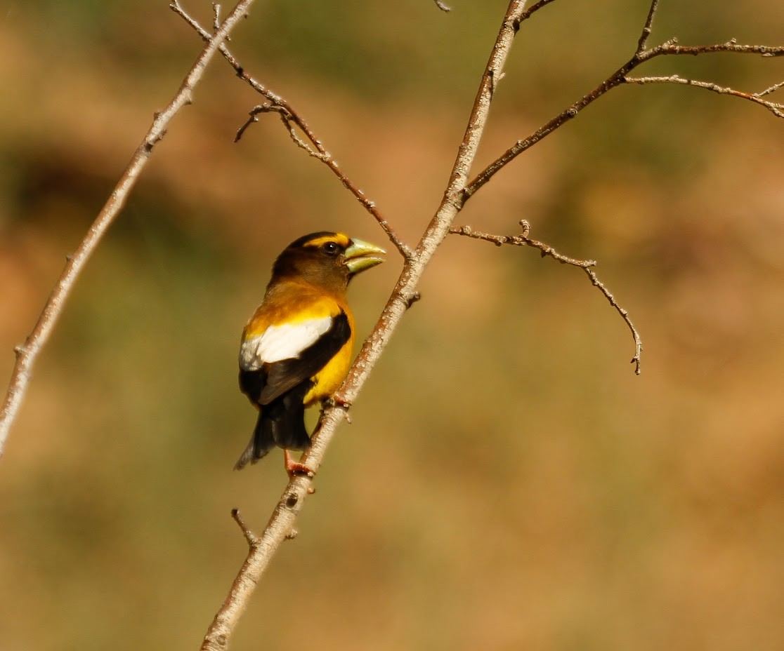 Evening Grosbeak - ML638708118