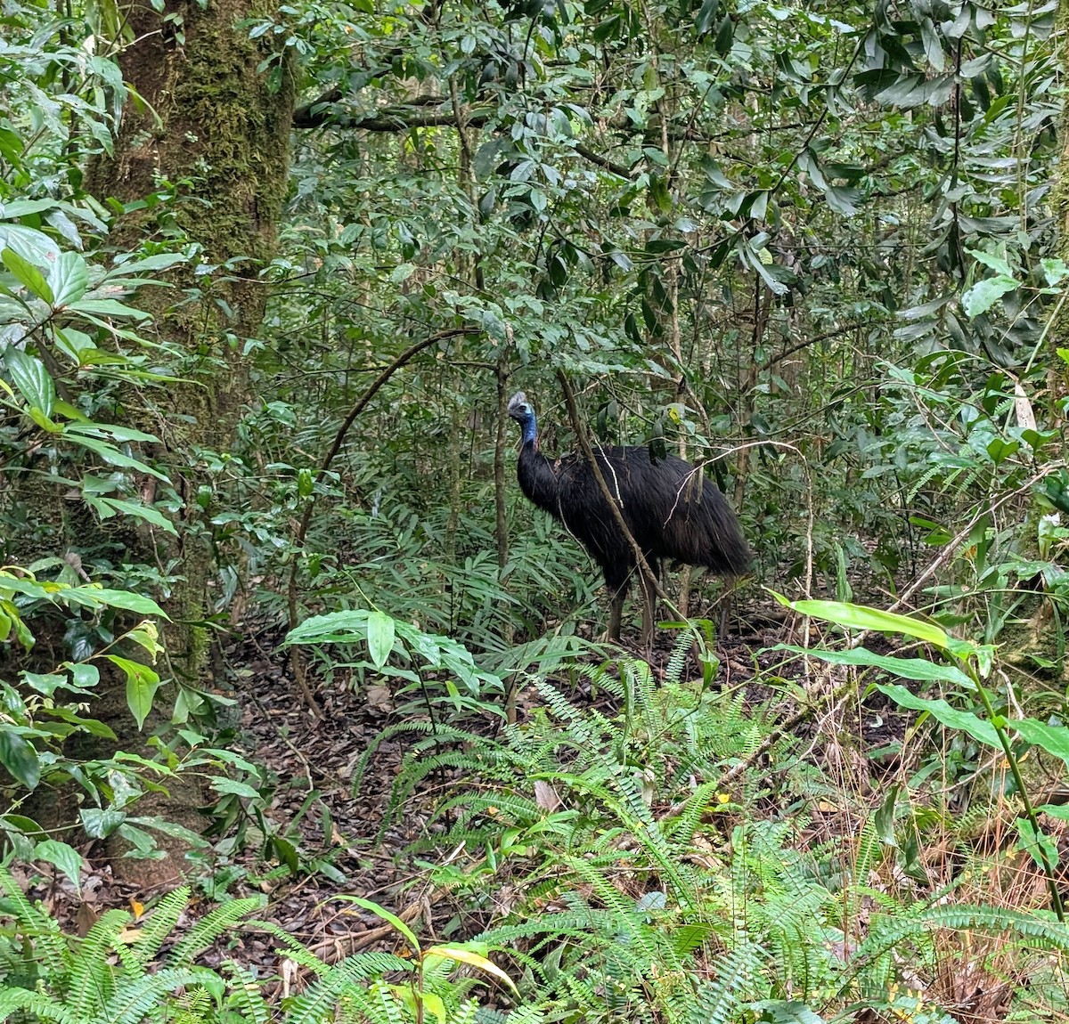Southern Cassowary - ML638708161