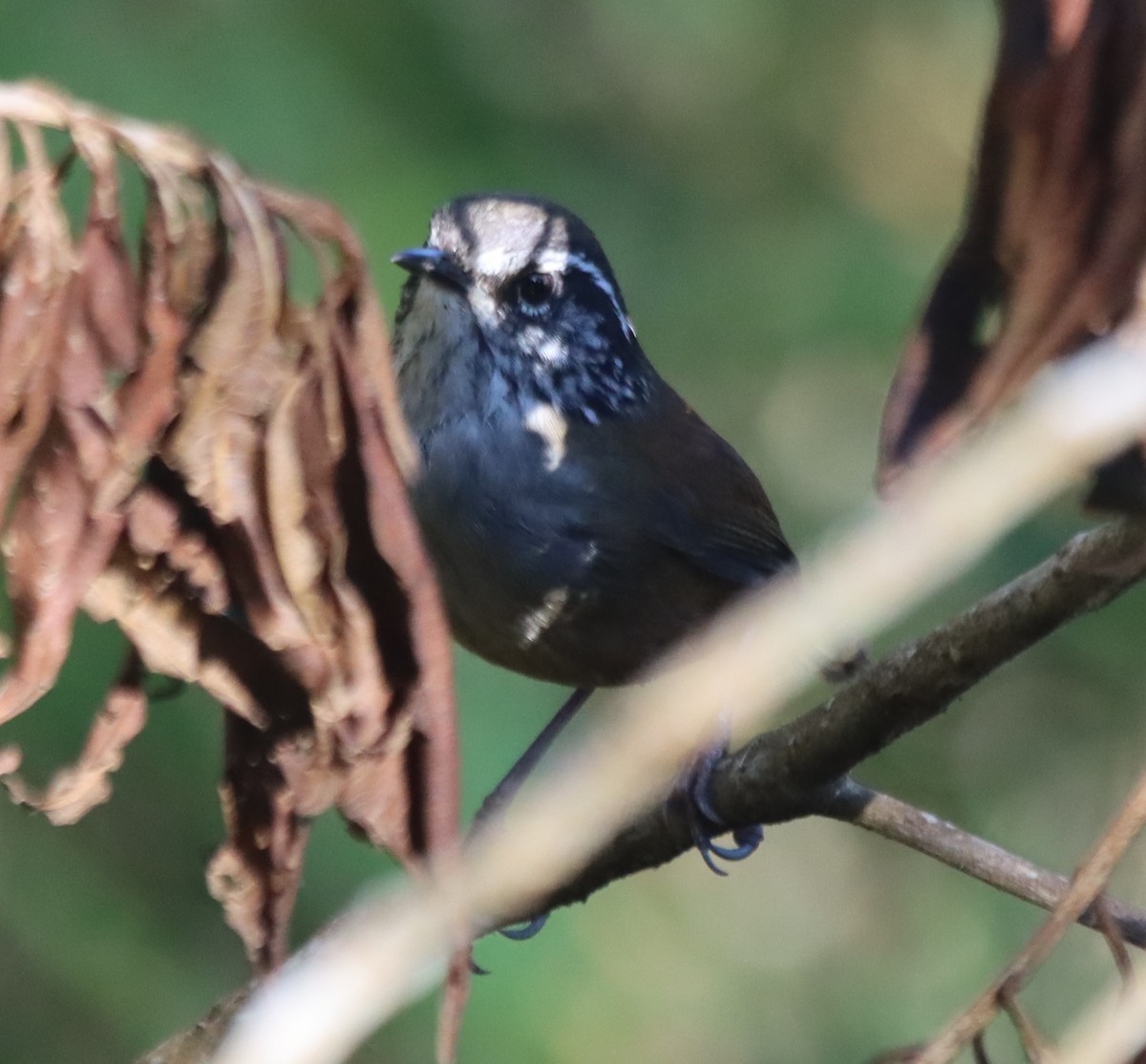 Hermit Wood-Wren - ML638708163