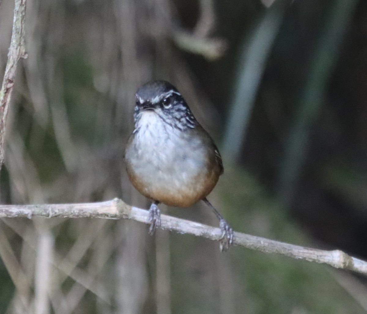 Hermit Wood-Wren - ML638708164