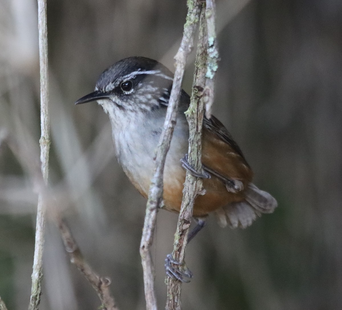Hermit Wood-Wren - ML638708165