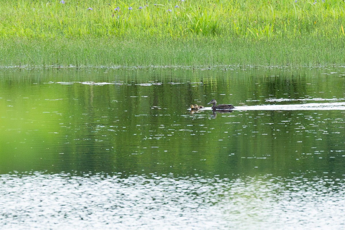 American Black Duck - ML638708220