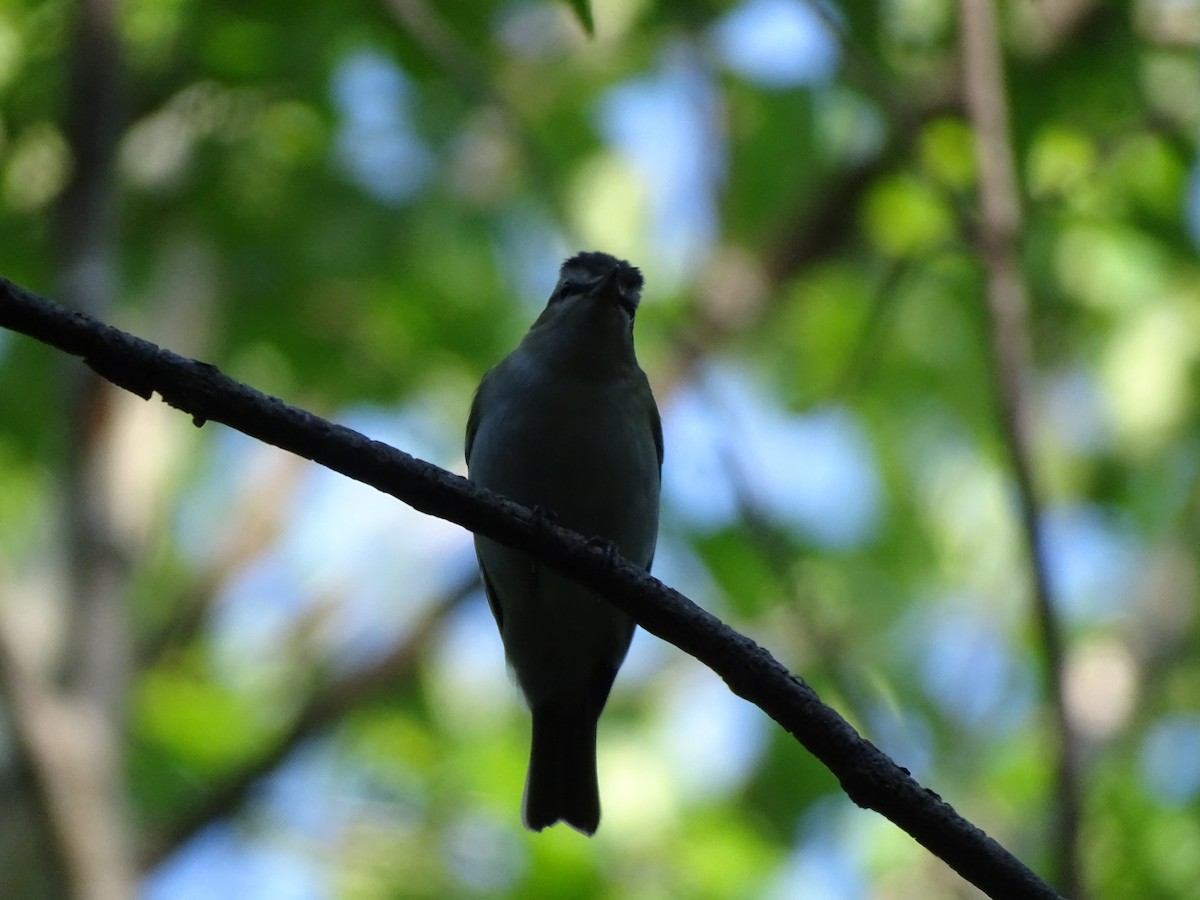 Red-eyed Vireo - ML638708226