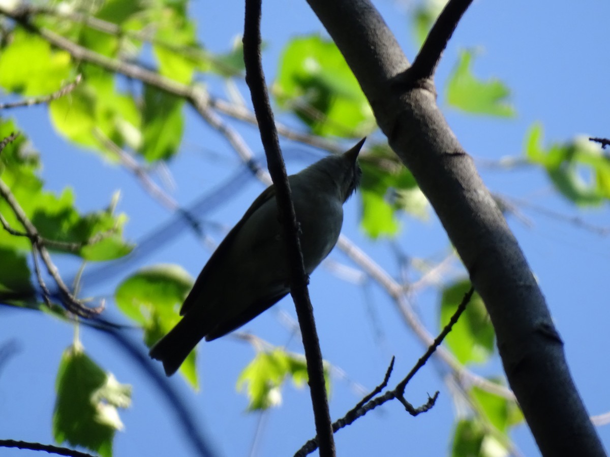 Red-eyed Vireo - ML638708227