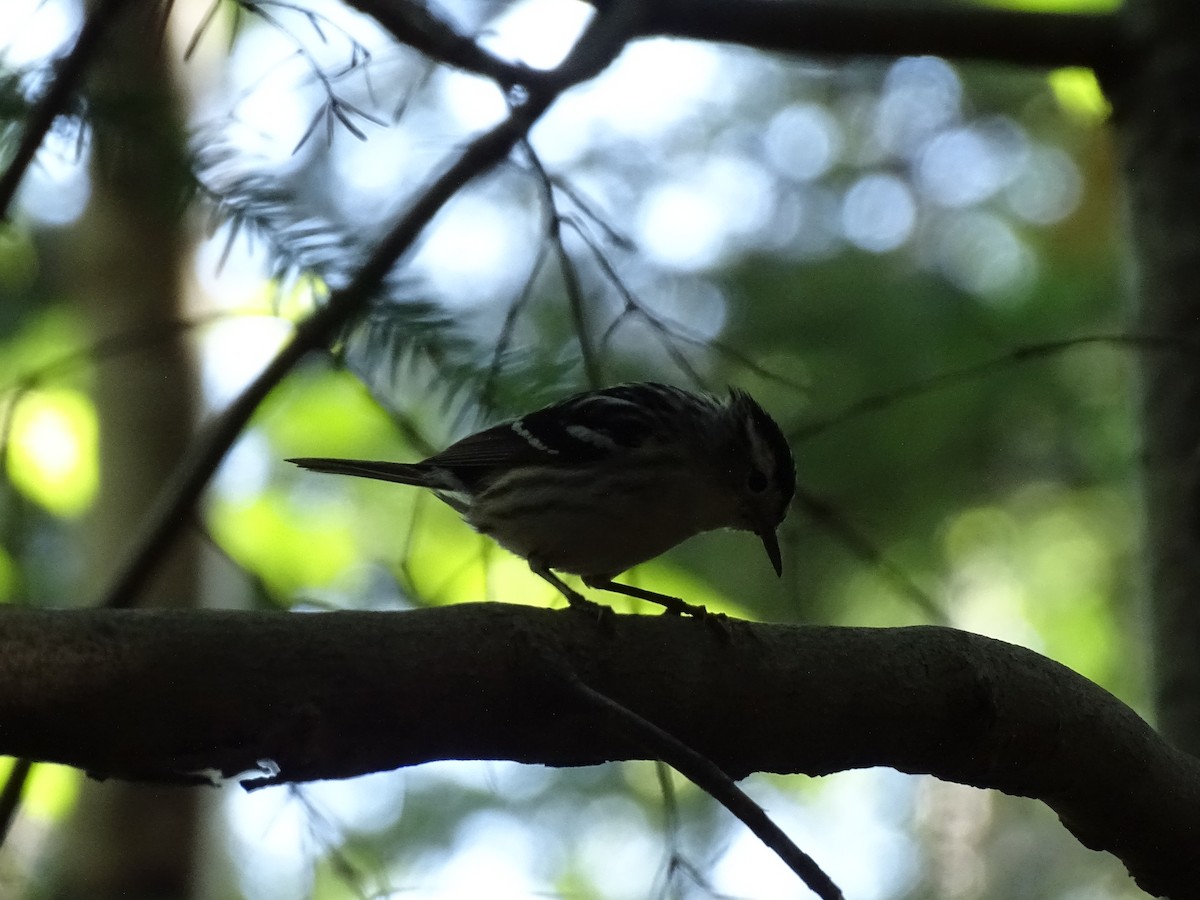 Black-and-white Warbler - ML638708247