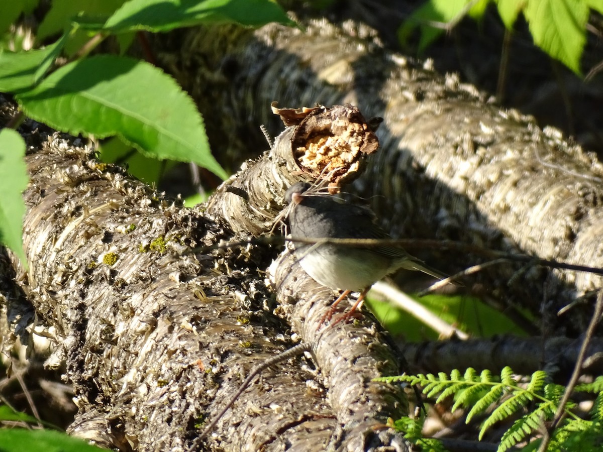 Dark-eyed Junco (Slate-colored) - ML638708263