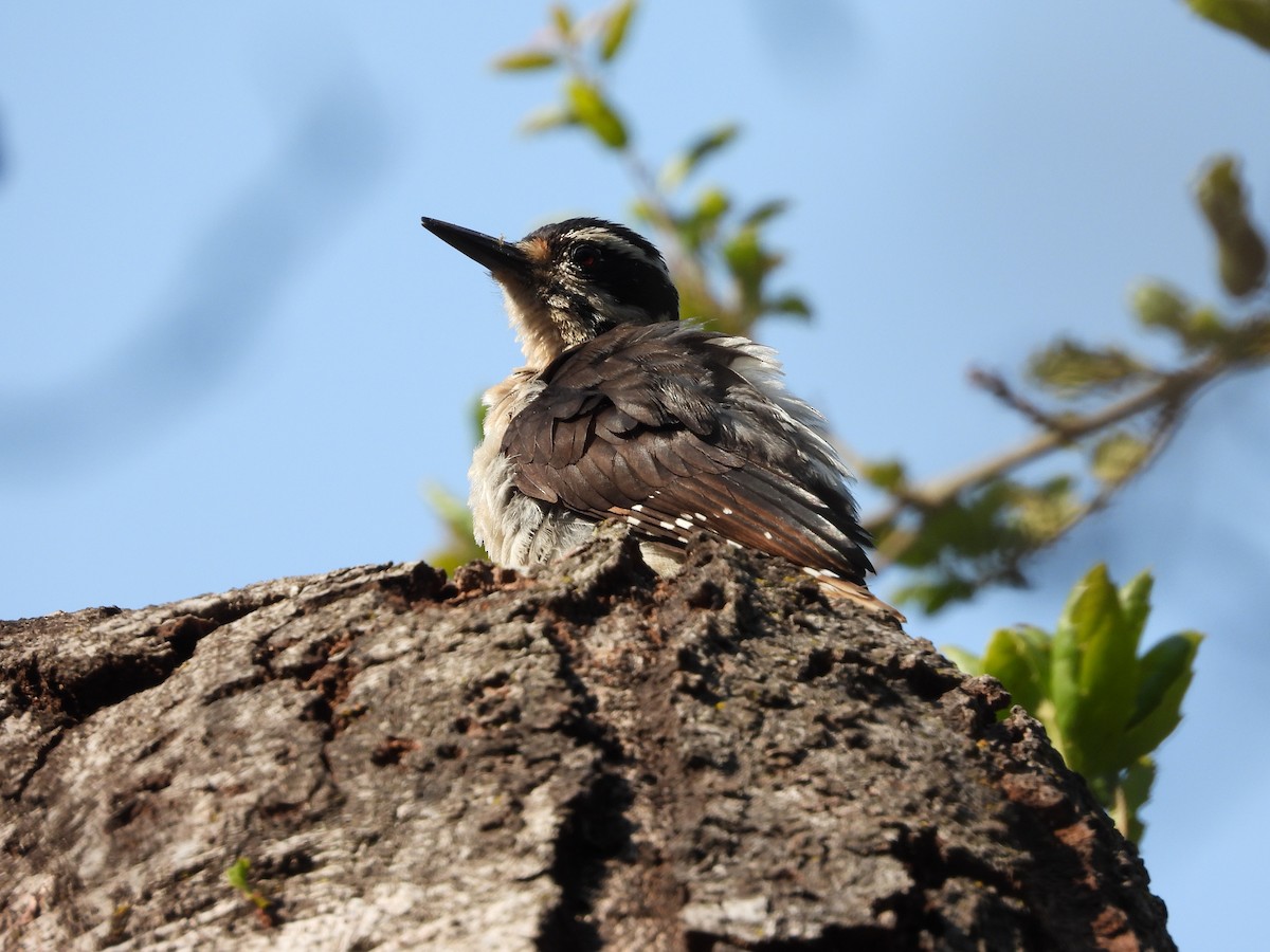 Hairy Woodpecker - ML638708279