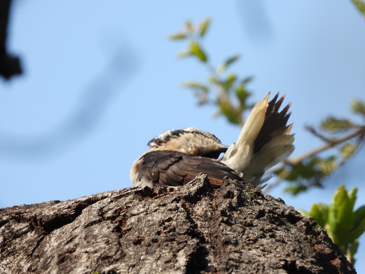 Hairy Woodpecker - ML638708280