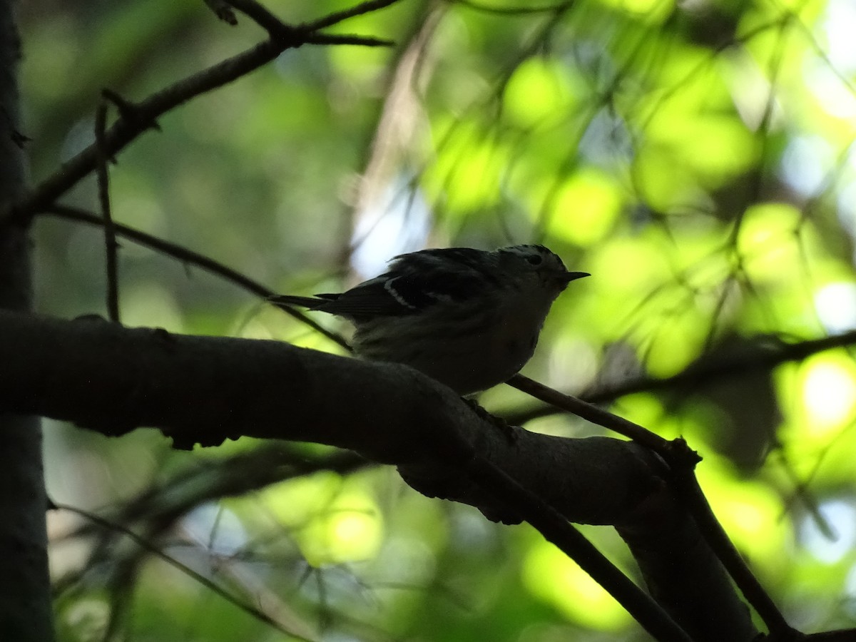 Black-and-white Warbler - ML638708290