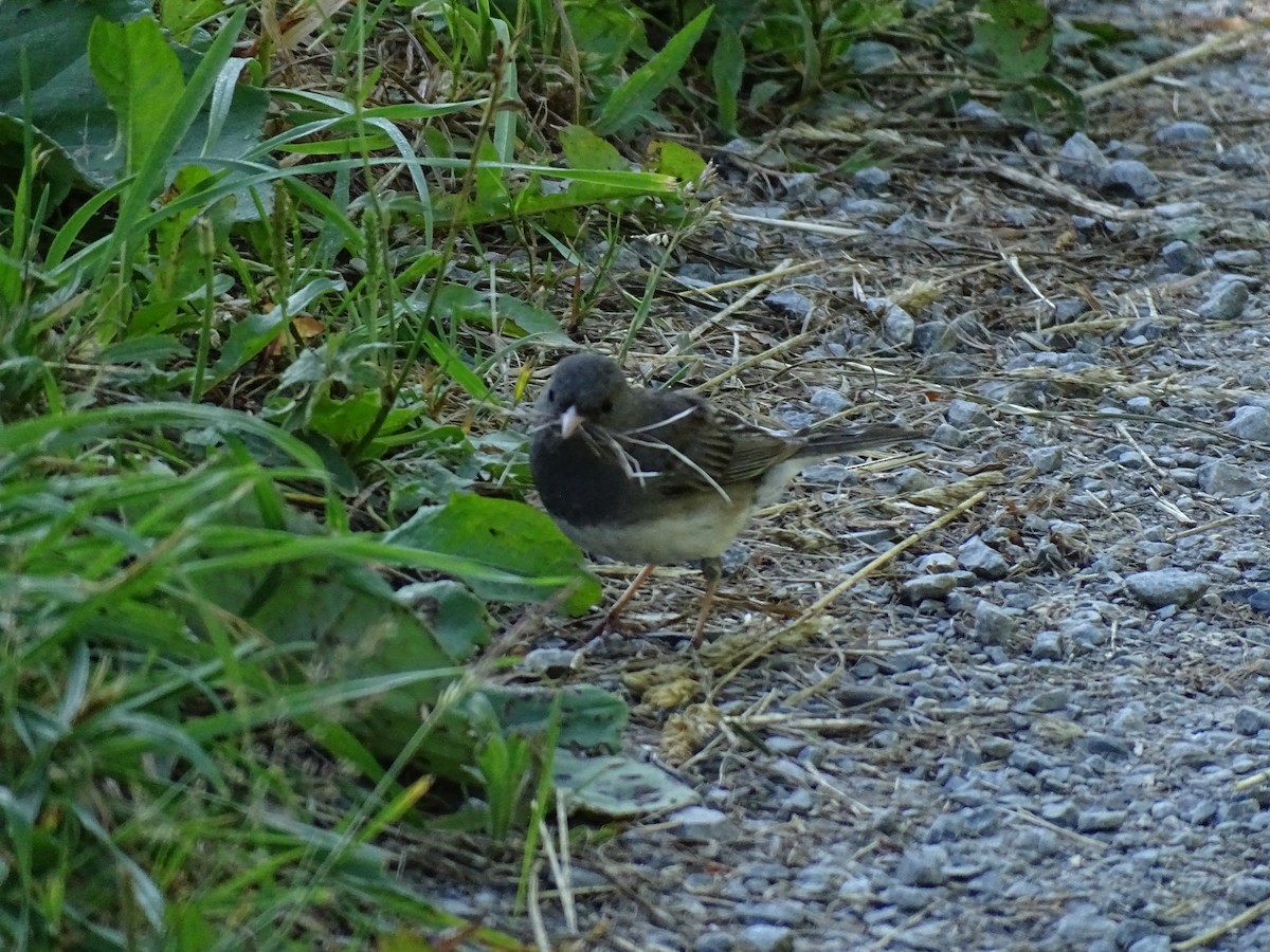 Dark-eyed Junco (Slate-colored) - ML638708295