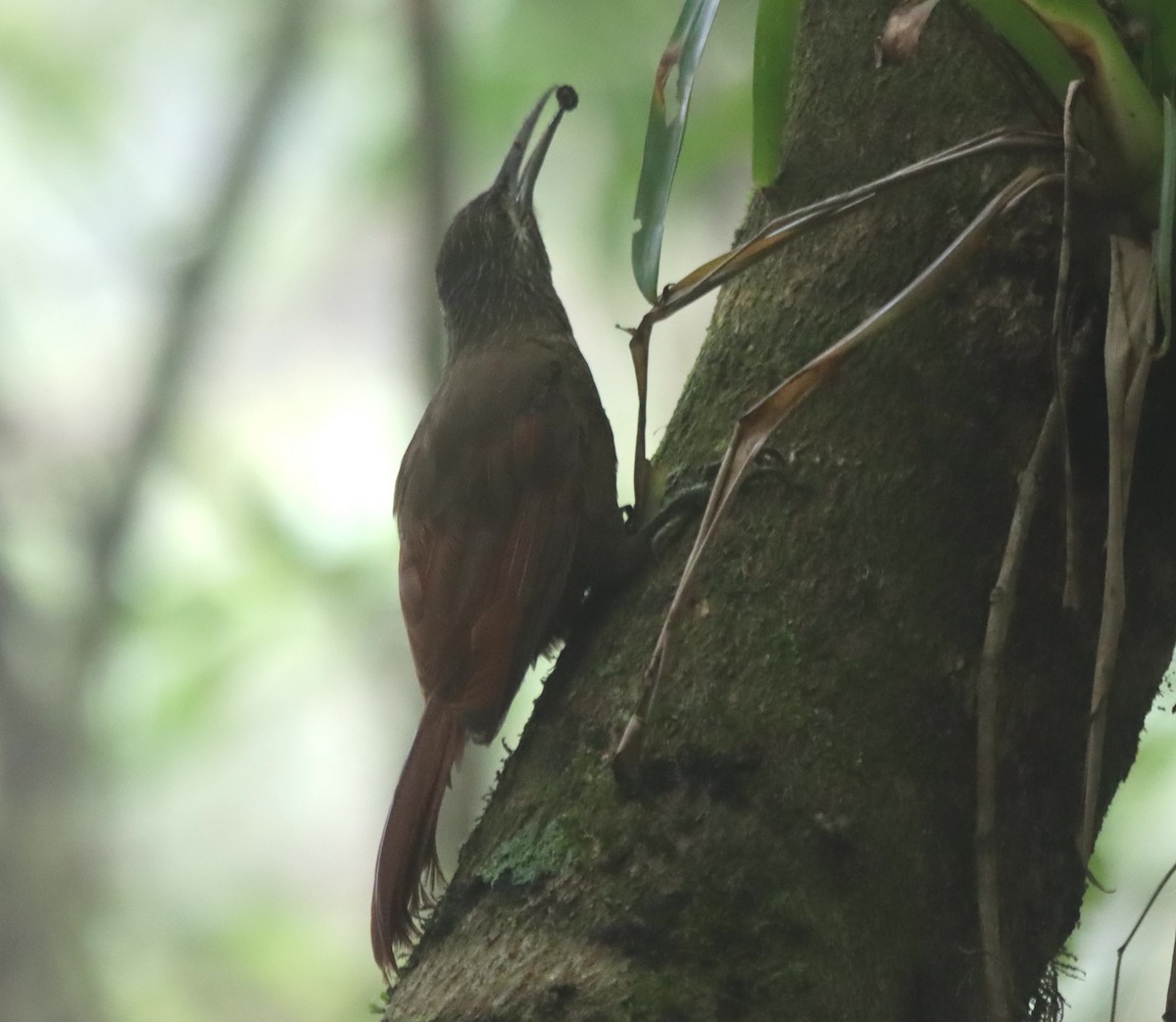 Strong-billed Woodcreeper - ML638708296