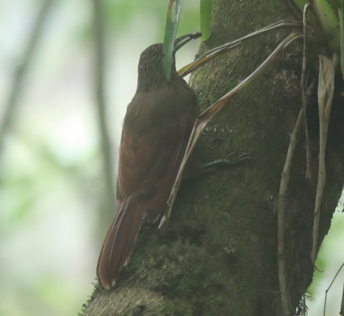 Strong-billed Woodcreeper - ML638708297