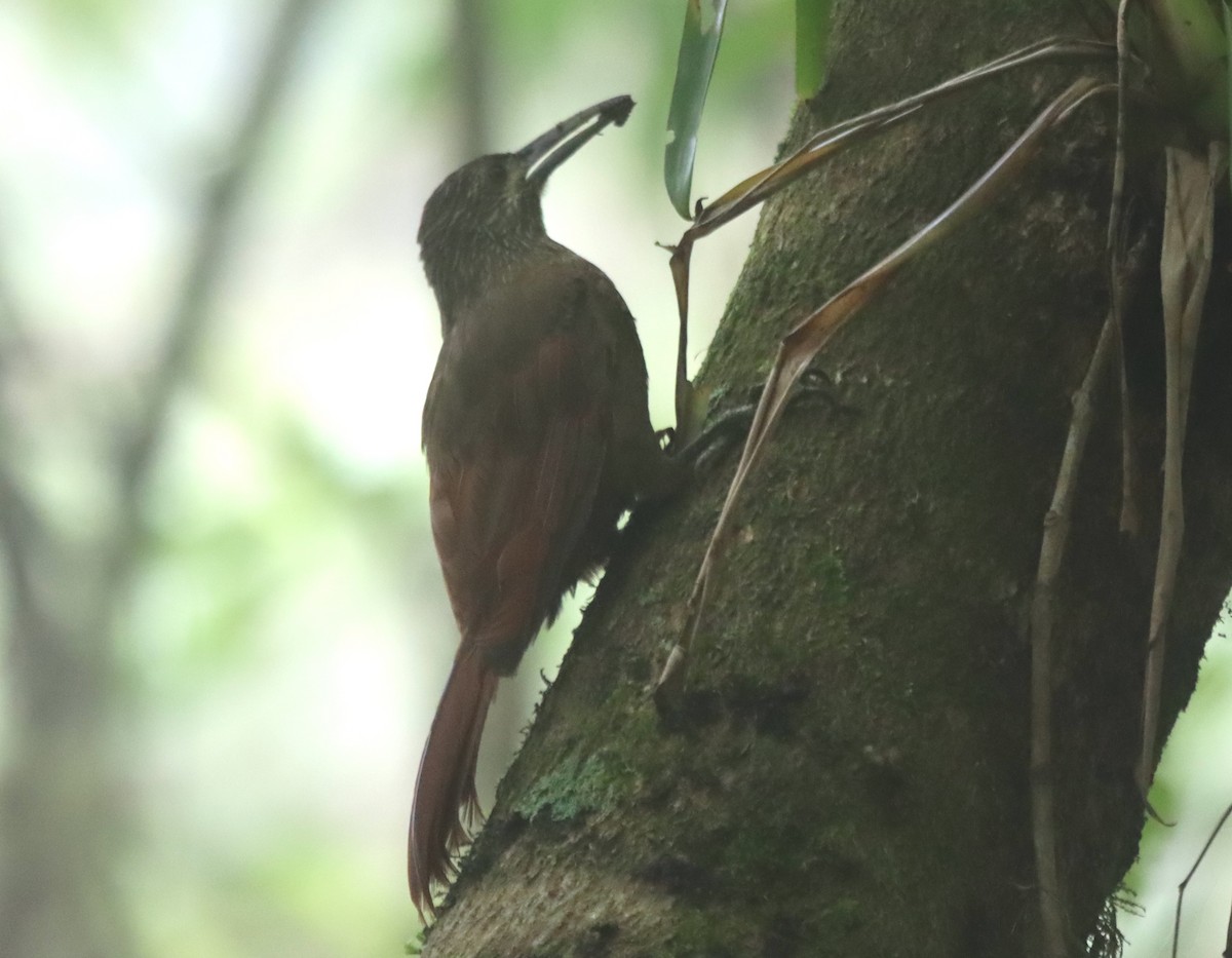 Strong-billed Woodcreeper - ML638708298