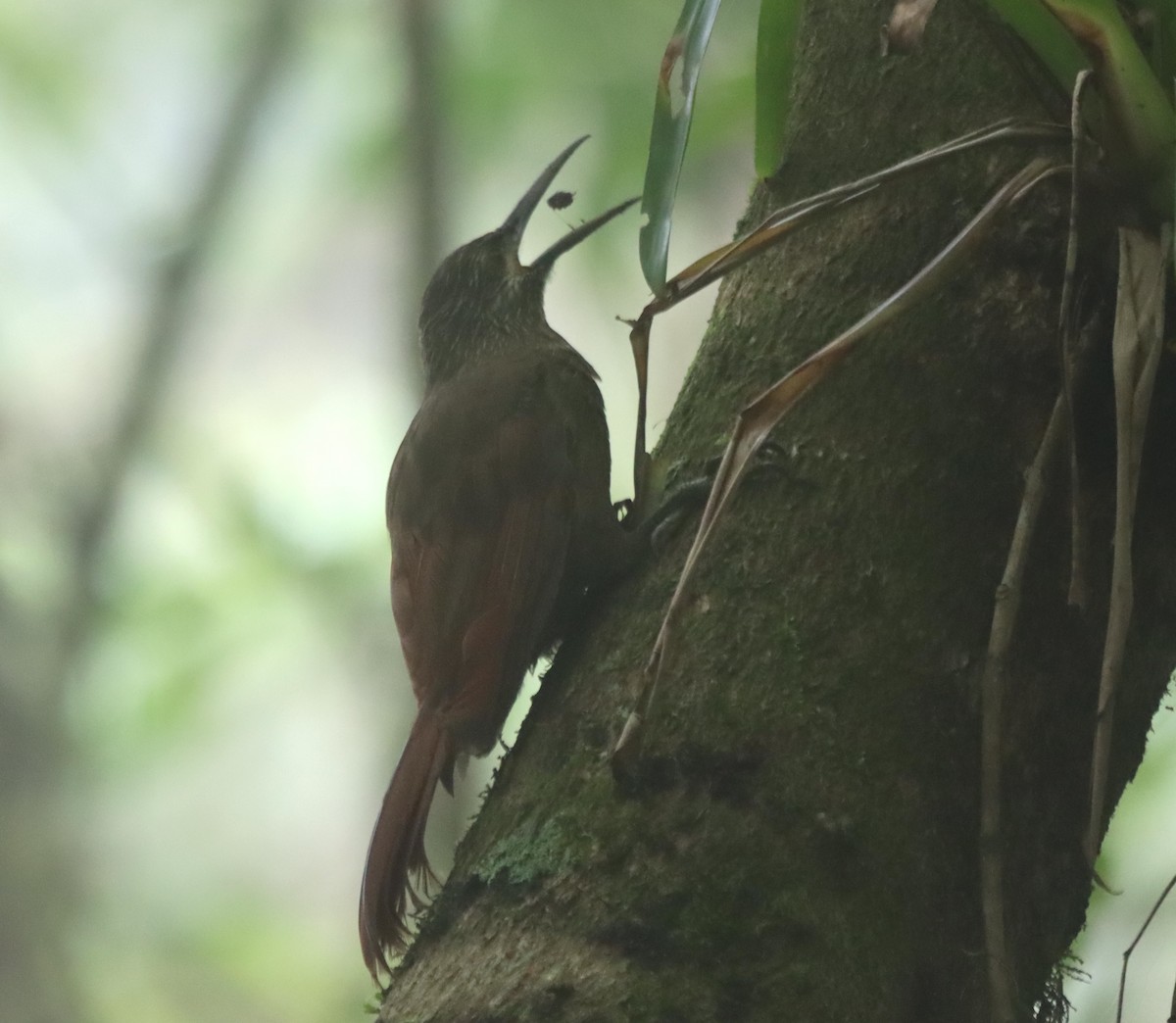 Strong-billed Woodcreeper - ML638708299