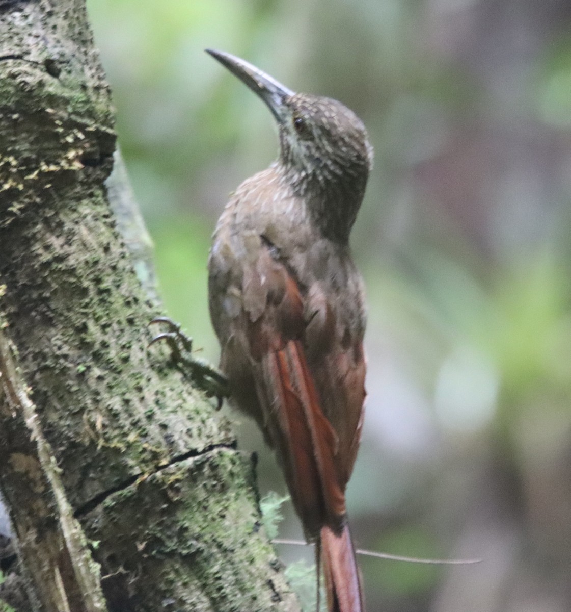 Strong-billed Woodcreeper - ML638708300
