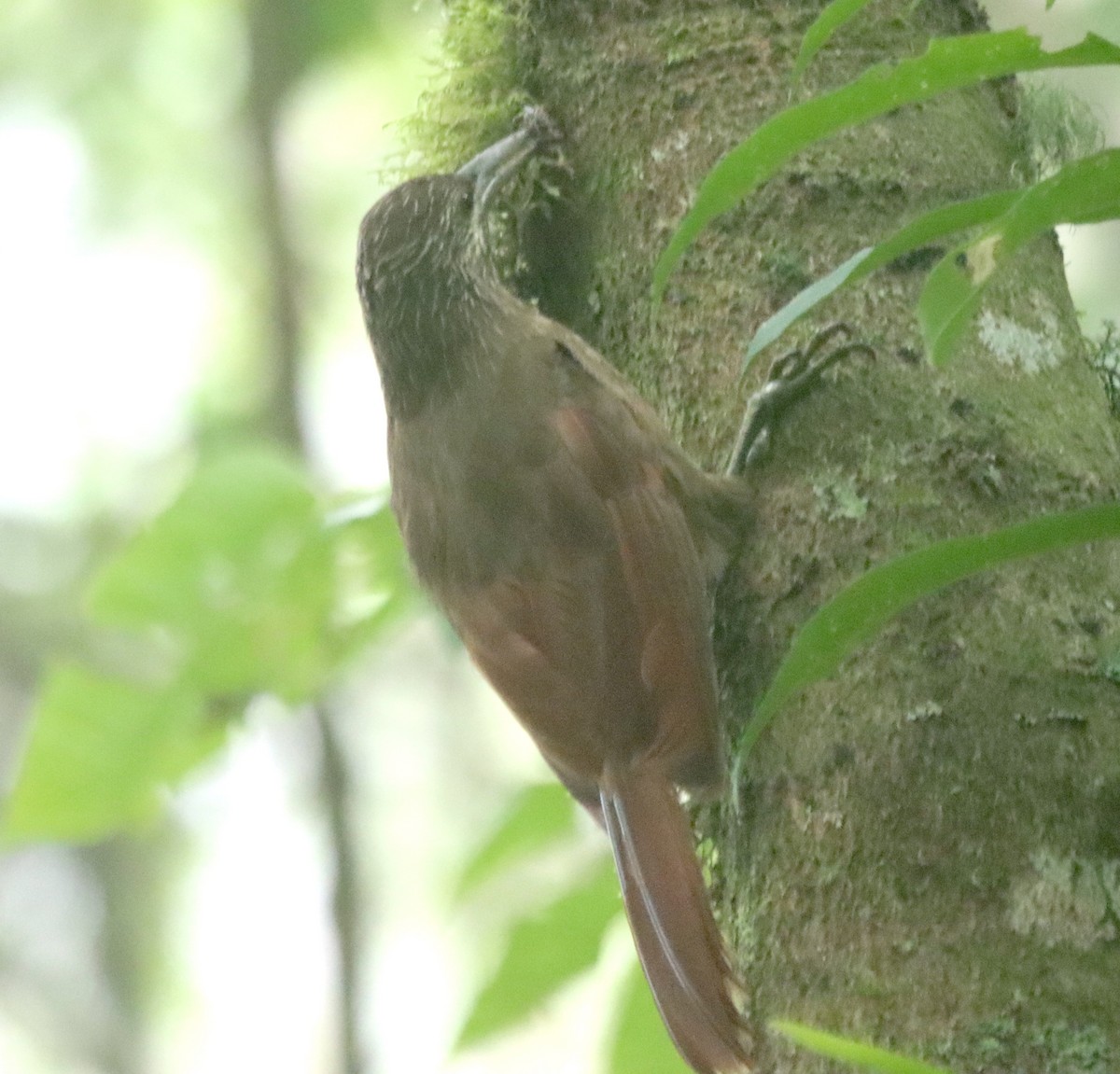 Strong-billed Woodcreeper - ML638708301