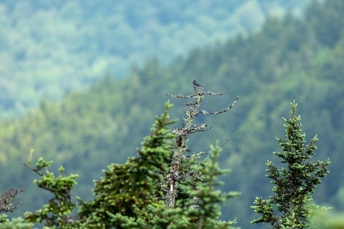 Dark-eyed Junco - ML638708337
