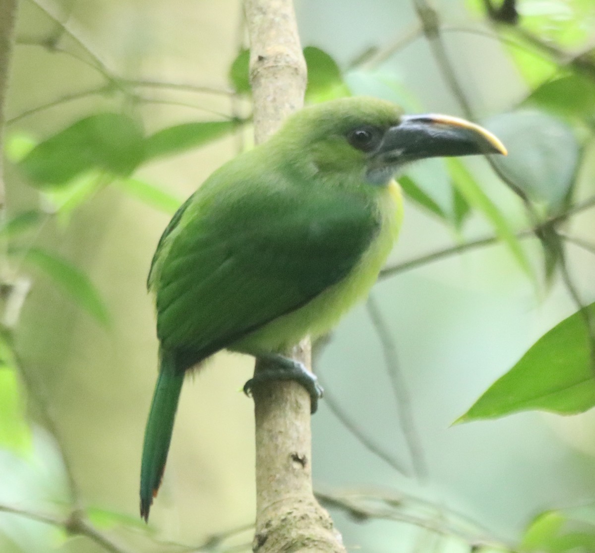 Southern Emerald-Toucanet - ML638708354