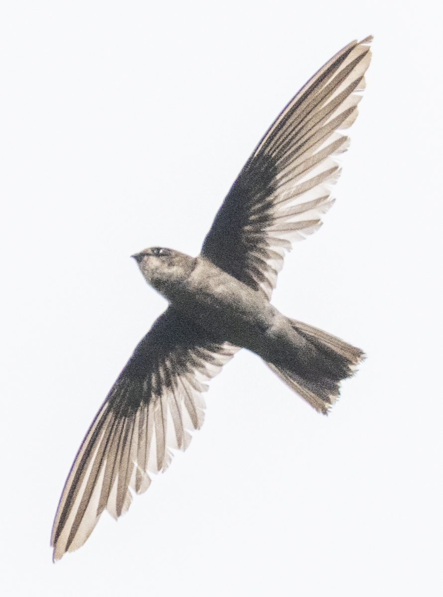 Philippine Swiftlet - ML638708363