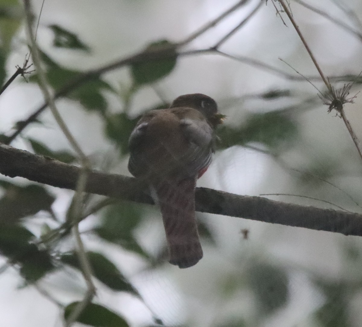 Masked Trogon - ML638708364